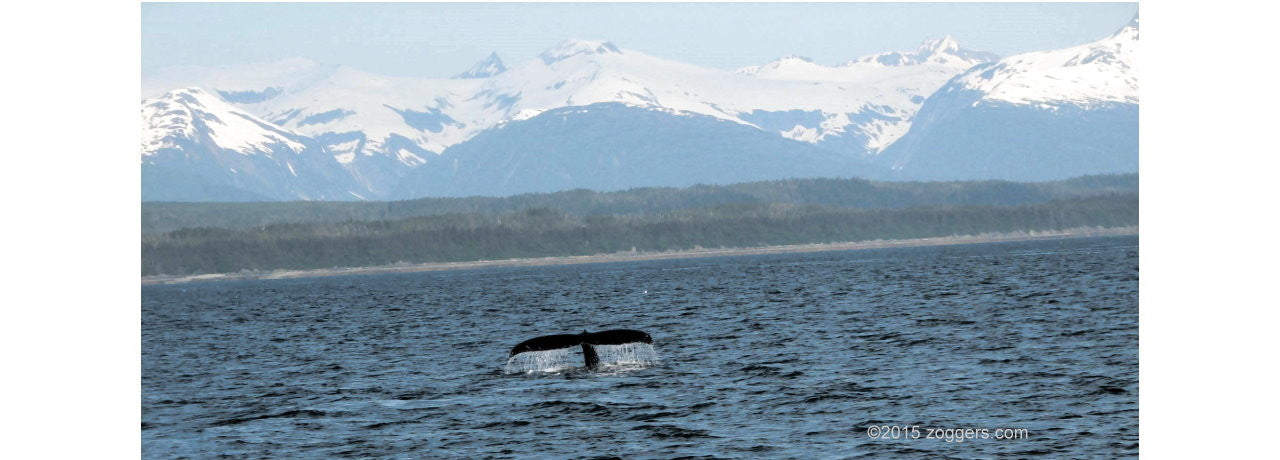 Image of Whale Tale off Alaskan Shore